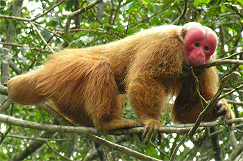   (Cacajao calvus) - ,   http://upload.wikimedia.org/wikipedia/commons/8/8c/Male_uakari.jpg