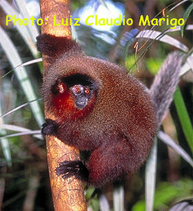   (Callicebus brunneus),    http://pin.primate.wisc.edu/fs/sheets/images/473lg.jpg