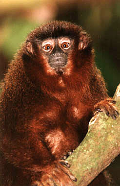 -, - (Callicebus moloch),   