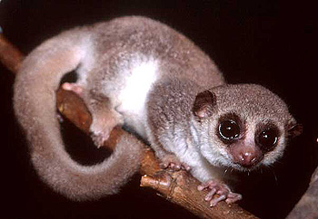    (Cheirogaleus medius),    http://lemur.duke.edu/animals/fattaileddwarf/thumb_general.jpg