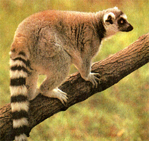 ,    (Lemur catta)