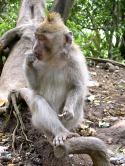  , -,   (Macaca fascicularis),  