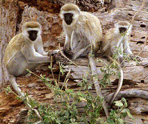   (Cercopithecus aethiops, Chlorocebus aethiops),  