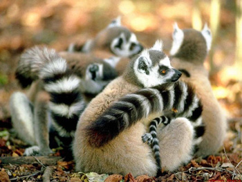  ,  (Lemur catta),  