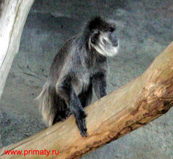   (Trachypithecus cristatus),  