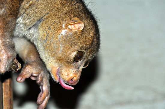   (Perodicticus potto),     