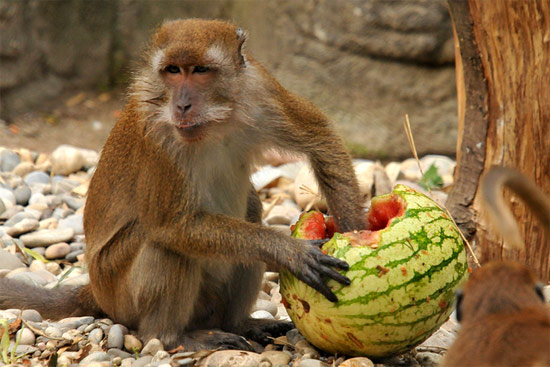 Макак-крабоед (Macaca fascicularis), фото фотография картинка приматы обезьяны