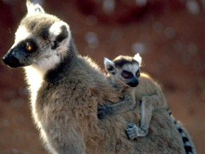   ,  (Lemur catta) - , 