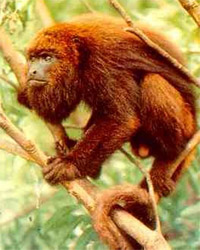   (Alouatta fusca) - ,   http://www.live-trip.com/