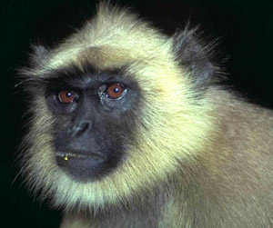   (Cercopithecus aethiops) - , 