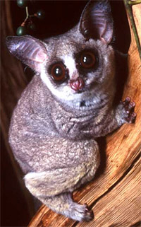    (Galago moholi) - ,   www.bio.davidson.edu