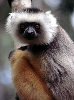 Хохлатый индри (Propithecus diadema) - фото, фотография с http://pin.primate.wisc.edu/