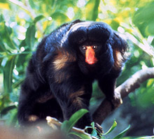   (Chiropotes albinasus) - ,   http://pin.primate.wisc.edu