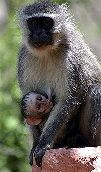   (Cercopithecus aethiops) - ,   http://pl.wikipedia.org/