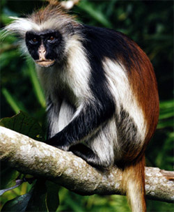  , -  (Colobus badius), ,   http://cosmosmagazine.com