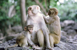 - (Macaca mulatta), ,   http://genome.ucsc.edu