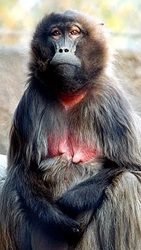  (Theropithecus gelada), ,   http://g-net.blogspot.com