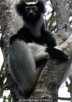 Короткохвостый индри, бабакото (Indri indri), фото, фотография с www.dihu.ch, by Dieter M. Humbel