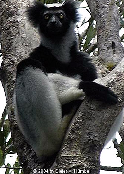  ,  (Indri indri), ,   www.dihu.ch, by Dieter M. Humbel