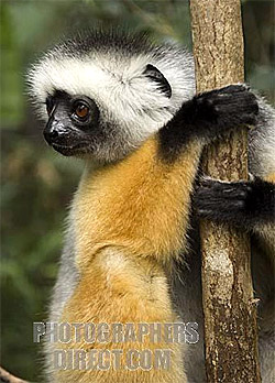  ,   (Propithecus diadema), ,   www.photographersdirect.com