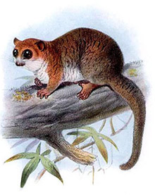   (Cheirogaleus major), ,   http://tierdoku.com/