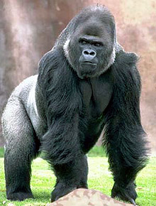 Горилла (Gorilla gorilla), фото, фотография