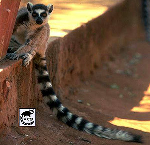 ,  []  (Lemur catta), , 