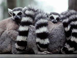 ,  []  (Lemur catta), ,   http://prikol.i.ua/