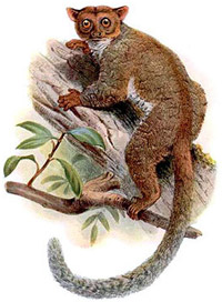   (Euoticus elegantulus) ,   http://tolweb.org/, by Elliot, D. G. 1913. A Review of The Primates. American Museum of Natural History. New York