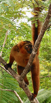 Бурый лемур (Lemur fulvus), фото, фотография с http://travel.webshots.com