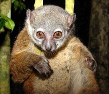   (Lepilemur mustelinus), ,   http://www.discoverlife.org, by Dede Randrianarisata, 2006