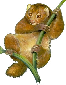   (Perodicticus potto), , 