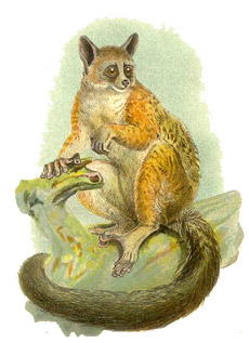   (Galago alleni), ,   http://de.wikipedia.org