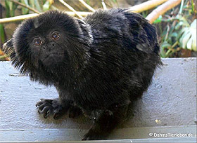 ,   (Callimico goeldii), ,   http://dahmstierleben.de