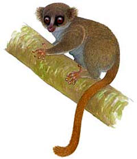 Волосатоухий лемур, шерстистоухий карликовый лемур (Allocebus trichotis) - фото, фотография с http://www.lemurs.nl/
