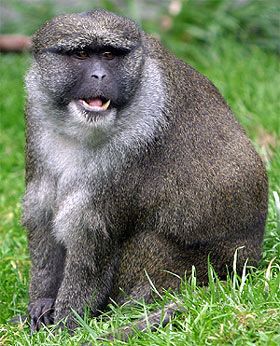    (Allenopithecus nigroviridis, Allenoptihecus nigroviridis) - ,   http://commons.wikimedia.org/