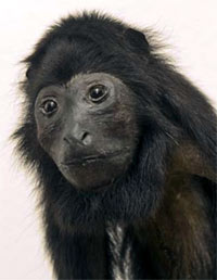    (Alouatta nigerrima, Alouatta belzebul nigerrima) - ,   http://www.museumkennis.nl/