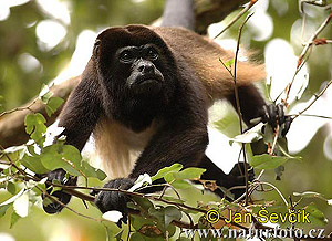   (Alouatta palliata) - , 