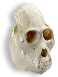 череп колумбийского ревуна (Alouatta palliata) - фото, фотография